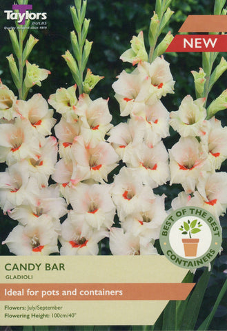 Taylors Flower Bulbs Taylors Gladioli Candy Bar