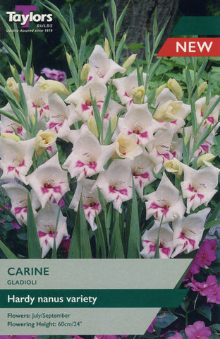 Taylors Flower Bulbs Taylors Gladioli Carine