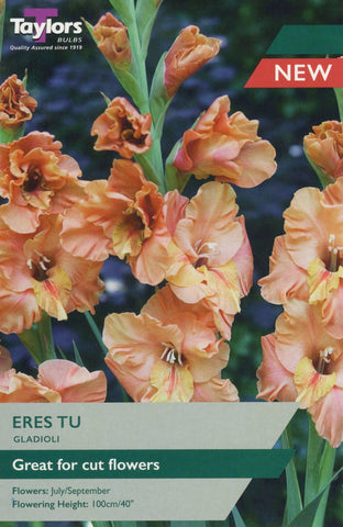 Taylors Flower Bulbs Taylors Gladioli Eres Tu