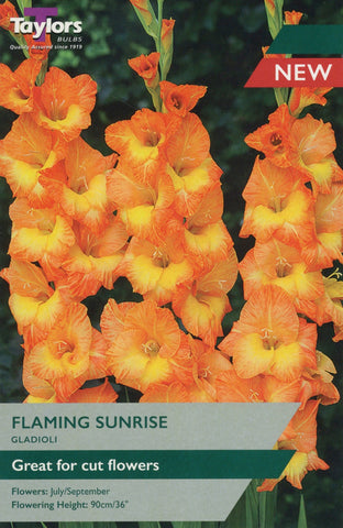 Taylors Flower Bulbs Taylors Gladioli Flaming Sunrise