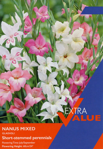Taylors Flower Bulbs Taylors Gladioli Nanus