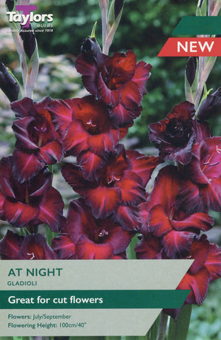 Taylors Flower Bulbs Taylors Gladioli Night