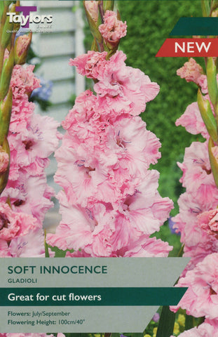 Taylors Flower Bulbs Taylors Gladioli Soft Innocence