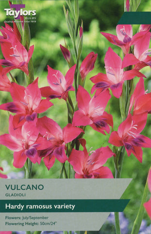 Taylors Flower Bulbs Taylors Gladioli Vulcano