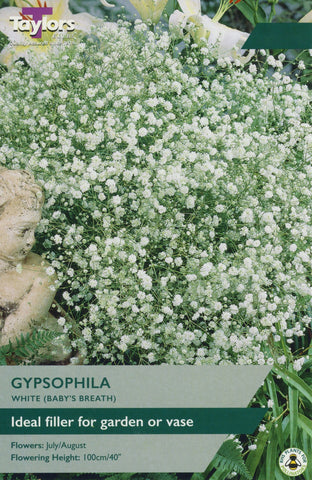 Taylors Flower Bulbs Taylors Gypsophila White