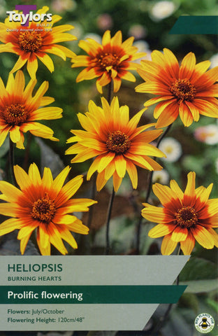 Taylors Flower Bulbs Taylors Heliopsis Burning Hearts