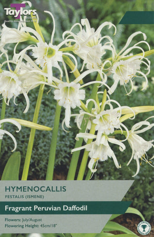 Taylors Flower Bulbs Taylors Hymenocallis Festalis