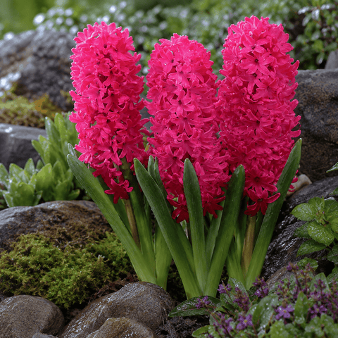 Taylors Flower Bulbs Taylors Indoor Jan Bos Hyacinth Bulbs – 3pck