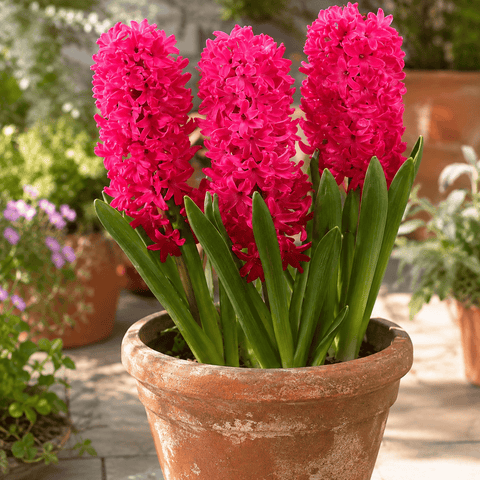 Taylors Flower Bulbs Taylors Indoor Jan Bos Hyacinth Bulbs – 3pck