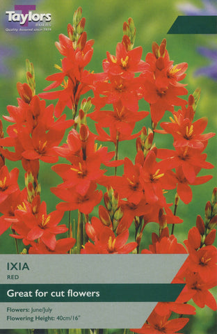 Taylors Flower Bulbs Taylors Ixia Red
