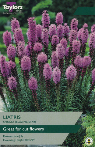 Taylors Taylors Liatris Spicata