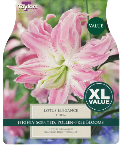 Taylors Flower Bulbs Taylors Lilium Lotus