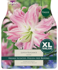 Taylors Flower Bulbs Taylors Lilium Lotus