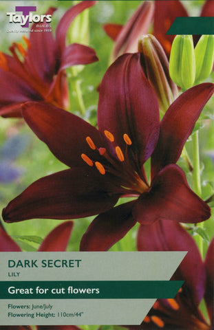 Taylors Flower Bulbs Taylors Lily Dark Secret