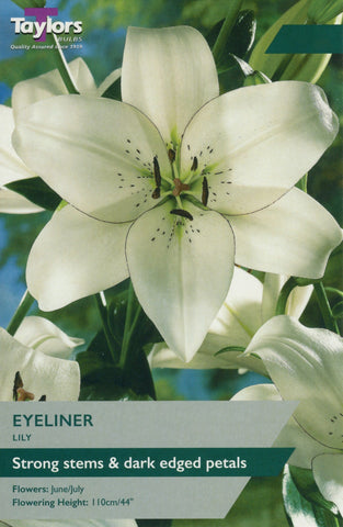 Taylors Flower Bulbs Taylors Lily Eyeliner