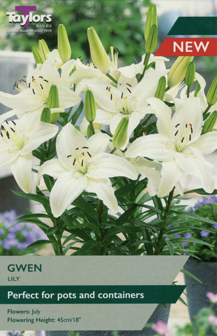 Taylors Flower Bulbs Taylors Lily Gwen