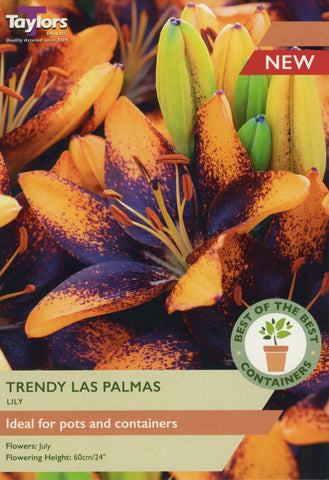Taylors Flower Bulbs Taylors Lily Las Palmas
