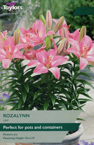 Taylors Flower Bulbs Taylors Lily Rozalynn