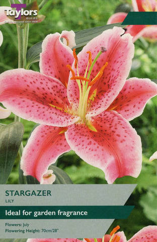 Taylors Flower Bulbs Taylors Lily Stargazer