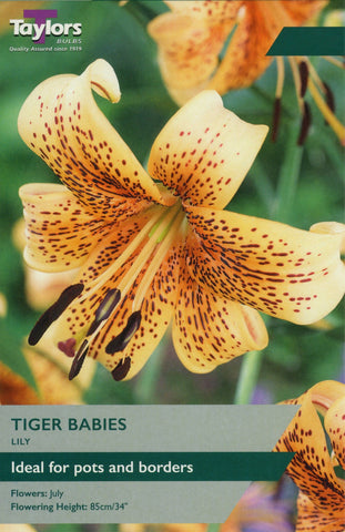 Taylors Flower Bulbs Taylors Lily Tiger Babies