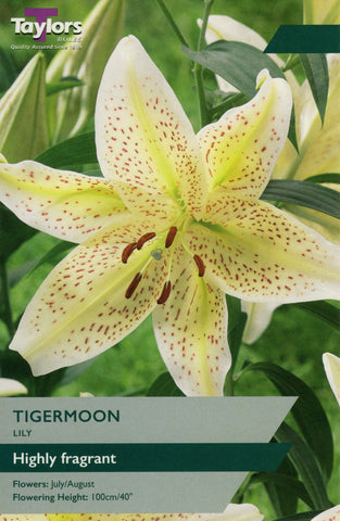 Taylors Flower Bulbs Taylors Lily Tigermoon