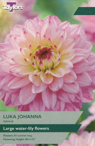 Taylors Flower Bulbs Taylors Luka Johanna