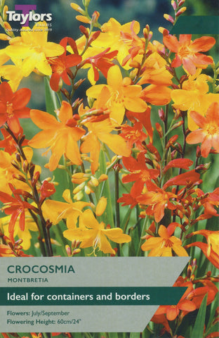 Taylors Flower Bulbs Taylors Montbretia