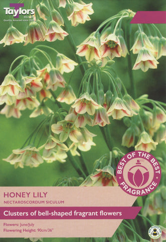 Taylors Taylors Allium Taylors Nectaroscordum Siculum pack of 17