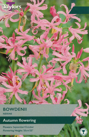 Taylors Flower Bulbs Taylors Nerine Bowdenii