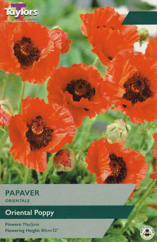 Taylors Taylors Papaver Orientale