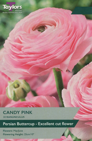 Taylors Flower Bulbs Taylors Ranunculus Candy Pink