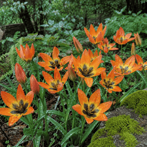 Taylors Flower Bulbs Taylors Species Little Princess Tulip Bulbs – 12pck