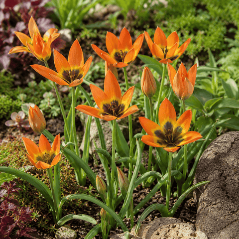 Taylors Flower Bulbs Taylors Species Little Princess Tulip Bulbs – 12pck