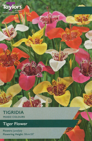 Taylors Flower Bulbs Taylors Tigridia