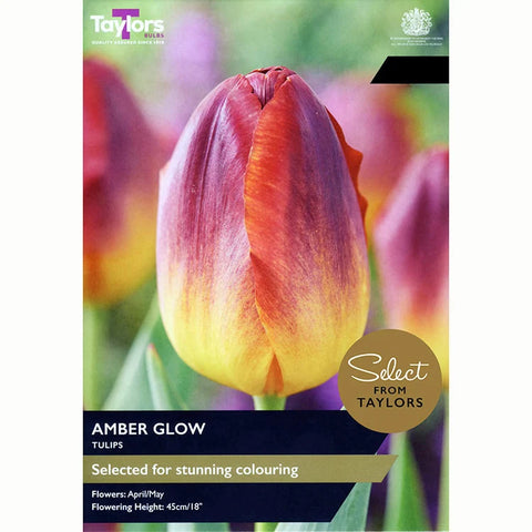 Taylors Bulbs Amber Glow Tulip Bulbs – 7pck