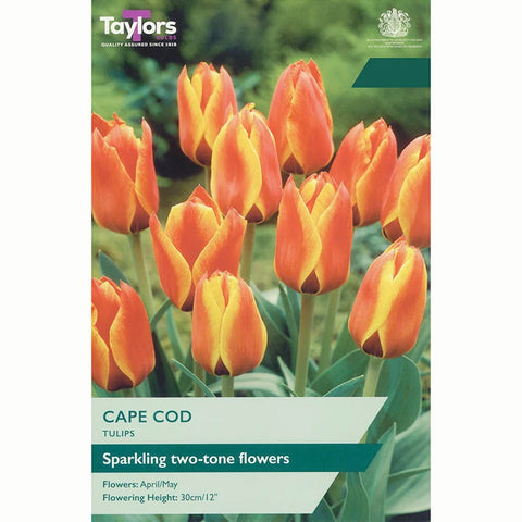 Taylors Bulbs Cape Cod Tulip Bulbs – 7pck