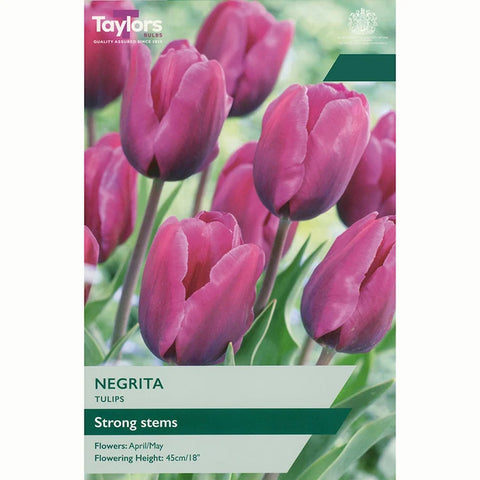 Taylors Bulbs Garden Nergrita Tulip Bulbs – 7pck