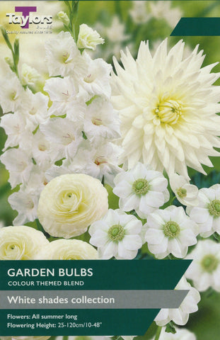 Taylors Flower Bulbs Taylors White Shades