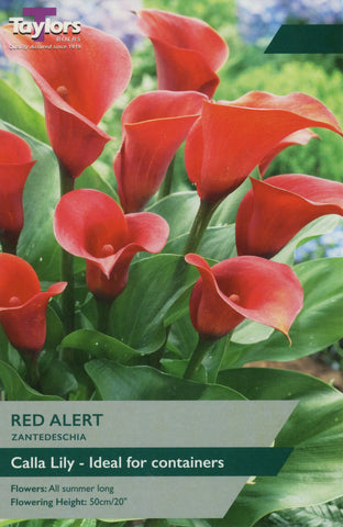 Taylors Flower Bulbs Taylors Zantedeschia Red Alert