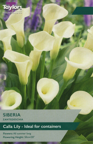 Taylors Flower Bulbs Taylors Zantedeschia Siberia