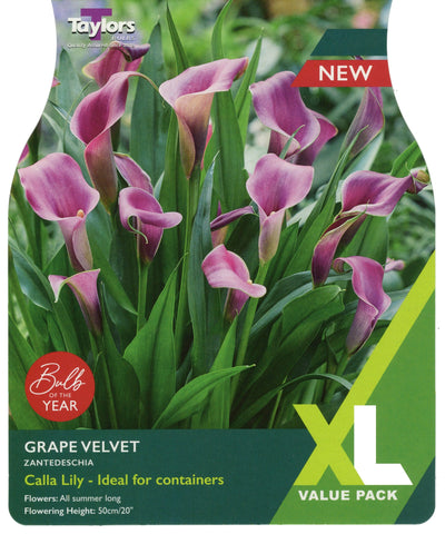 Taylors Flower Bulbs Taylors Zantedschia Grape