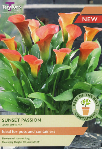 Taylors Flower Bulbs Taylors Zantedschia Sunset