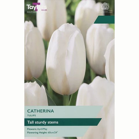 Taylors Bulbs Garden Catherina Tulip Bulbs – 7pck