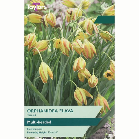 Taylors Bulbs Species Orphanidea Flava Tulip Bulbs – 12pck