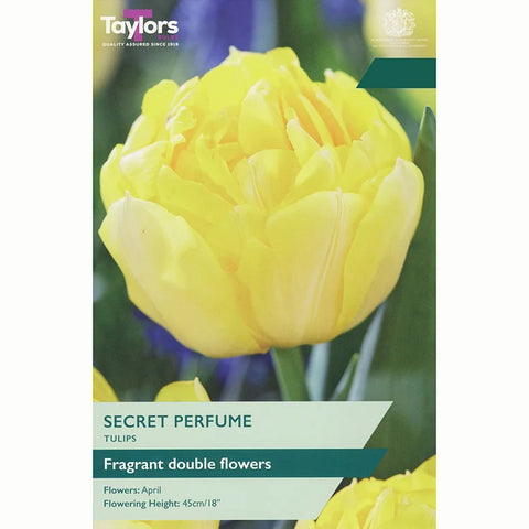 Taylors Bulbs Double Secret Perfume Tulip Bulbs – 6pck