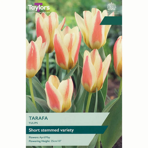 Taylors Bulbs Dwarf Tarafa Tulip Bulbs – 7pck