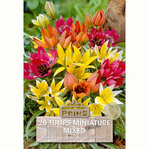 Prins Charming Miniature Mix Tulip Bulbs – 20pck