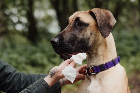 UltraGrime Garden Cleaning UltraGrime Pet Care Clothwipes