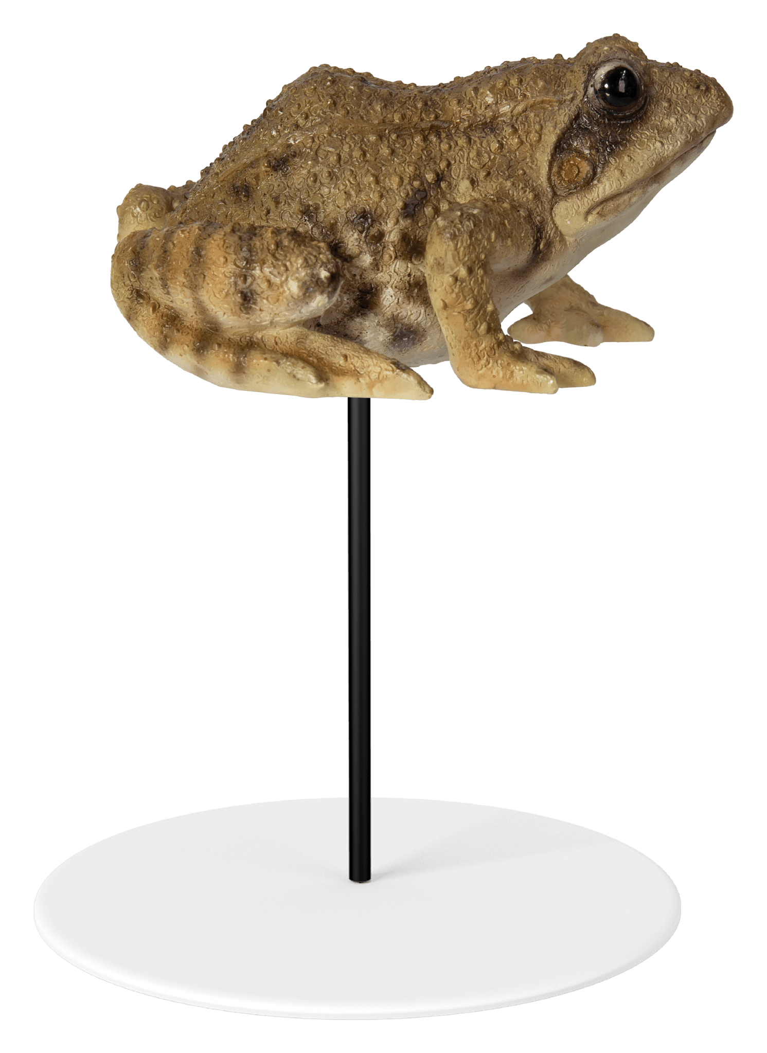 Vivid Arts Indoor & Outdoor Ornaments Vivid Arts Plant Pal Frog
