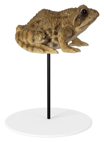 Vivid Arts Indoor & Outdoor Ornaments Vivid Arts Plant Pal Frog